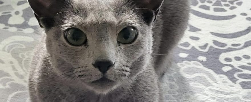 Leikattu uros etsii uutta kotia
